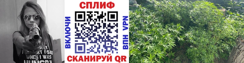 Канабис план OMG ONION Артёмовск